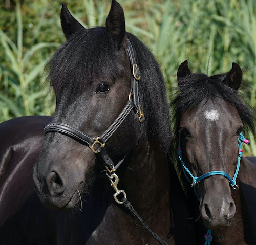 Linus und Orion