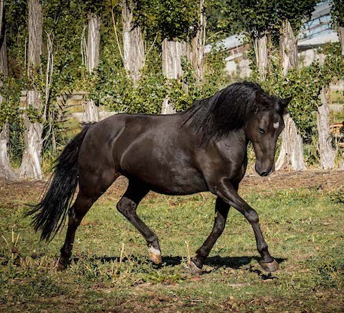 Pferd läuft auf Wiese